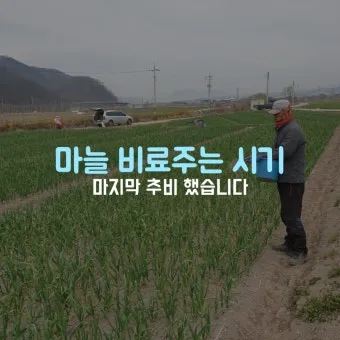 비료 주는 시기 기비 추비 요소 인산 가리 엽면시비_24