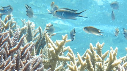 미야코지마 자유여행 야비지 산호군락