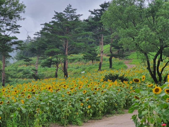 여름꽃 축제 태백 해바라기 축제