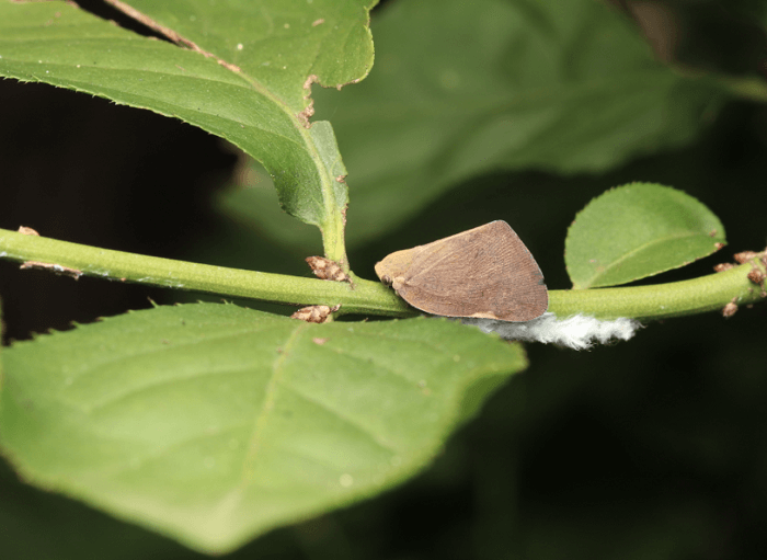 갈색날개매미충