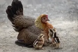 닭