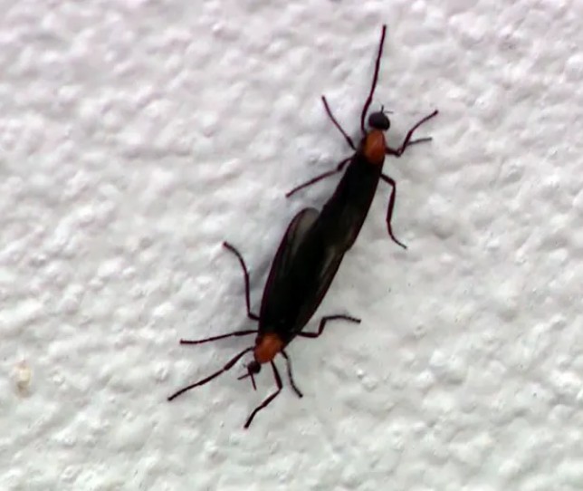 러브-버그가-짝-짓기를-하고-있는-모습