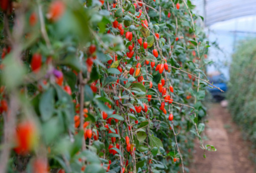 6시내고향 청양 구기자 판매처 및 주문