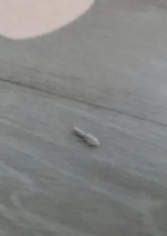 좀벌레 생기는 원인과 퇴치법 하얀벌레 제거 방법_8