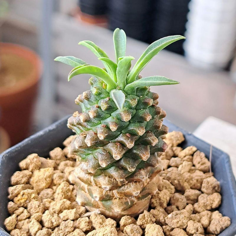 괴마옥 기르기 키우기 번식 다육 물주기 자르기 꽃 옷자람 분갈이