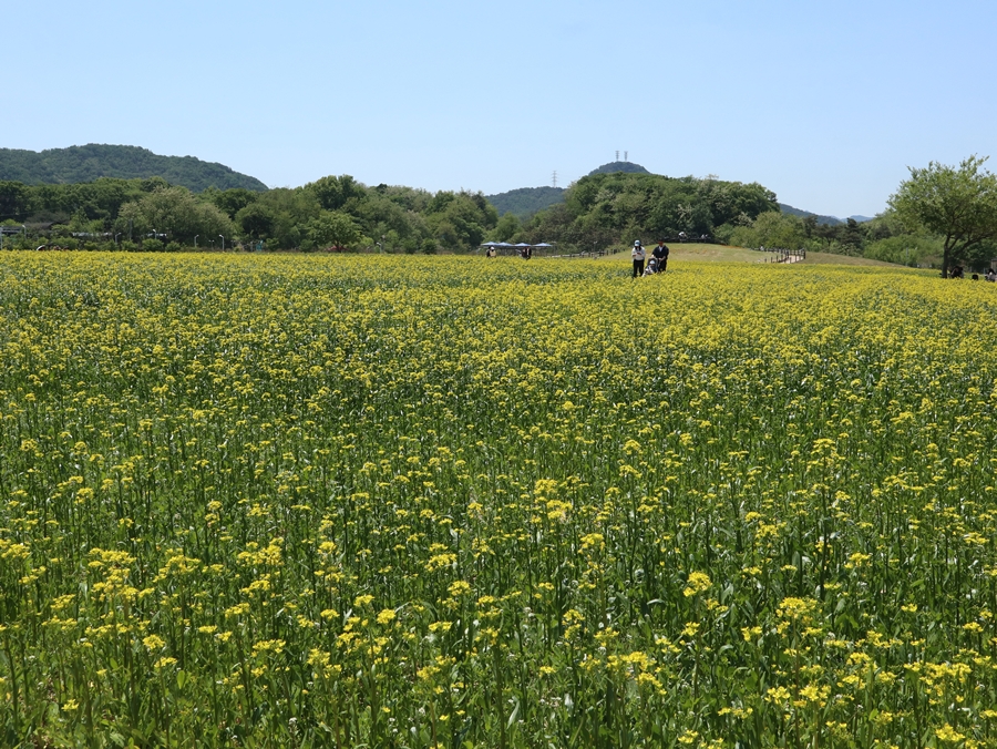 유채밭-산책로-04