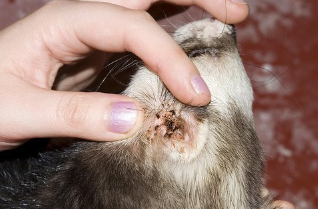 귀진드기의 고양이 귀.