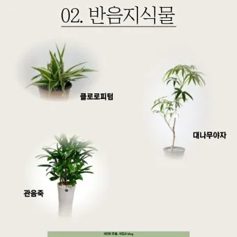 고양이에게 안전한 식물_2