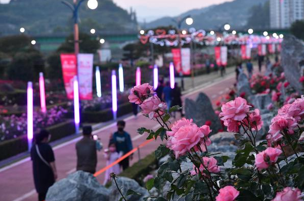 2025 삼척 장미공원 장미꽃 축제