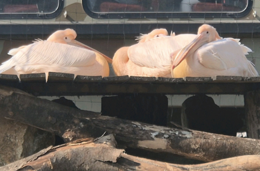 🐾 에버랜드 리버 트레일 어드벤처 솔직 후기! 도보로 걷는 신개념 사파리 체험 ✨