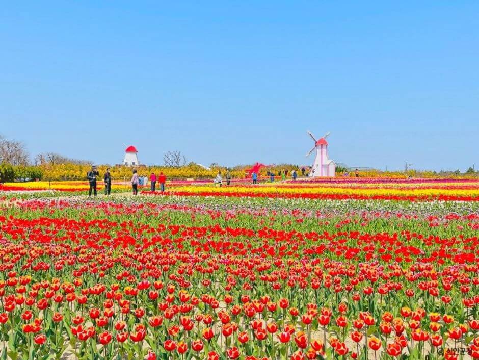 임자도 튤립축제 기간·입장료 총정리