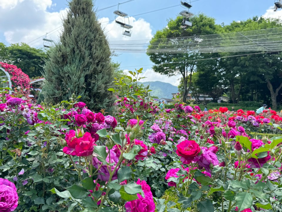 서울대공원