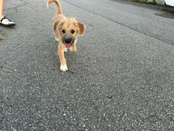 새끼강아지무료분양 멍멍이 가족 맞이 꿀팁_15