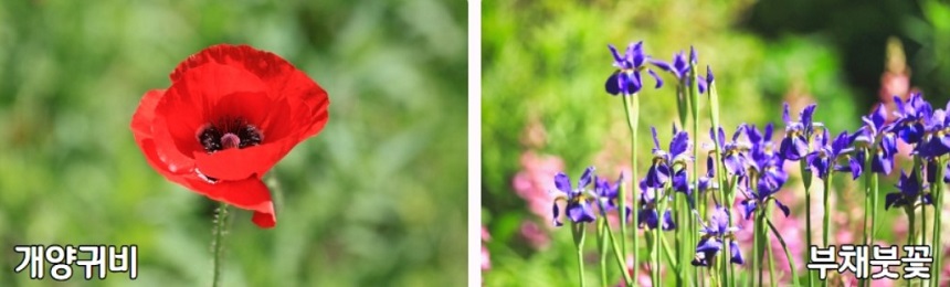개양귀비와 부채붓꽃