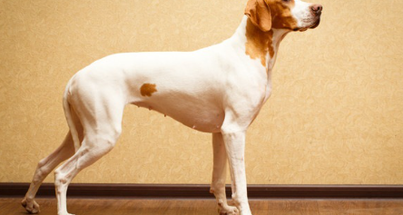 잉글리시 포인터