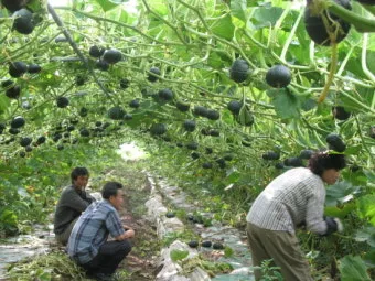 단호박 재배 직파 요령 덩굴 유인 당도 관리_32