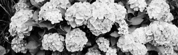 수국 키우기, 수국 키우는 법