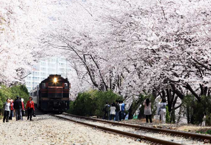 2025 진해군항제 경화역 