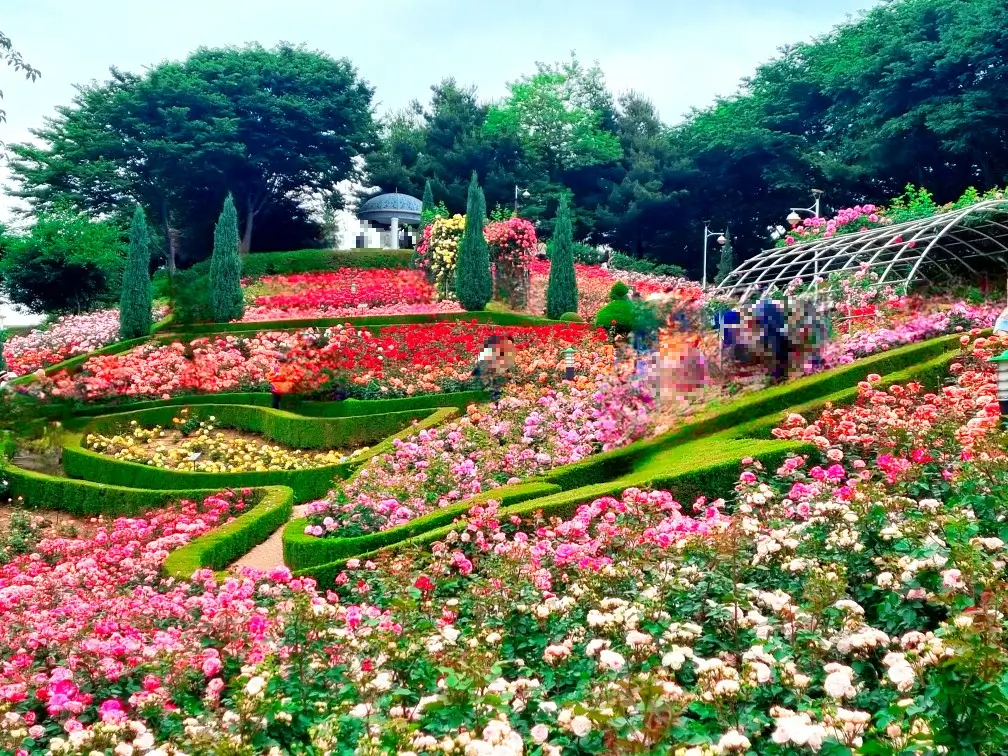 2024 부천 백만송이 장미원 축제 중: 개화 현황, 포토존, 쉼터, 화장실, 주차, 대중교통