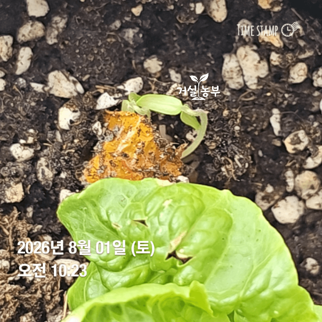 텃밭에 숨어 있는 게 한마리
