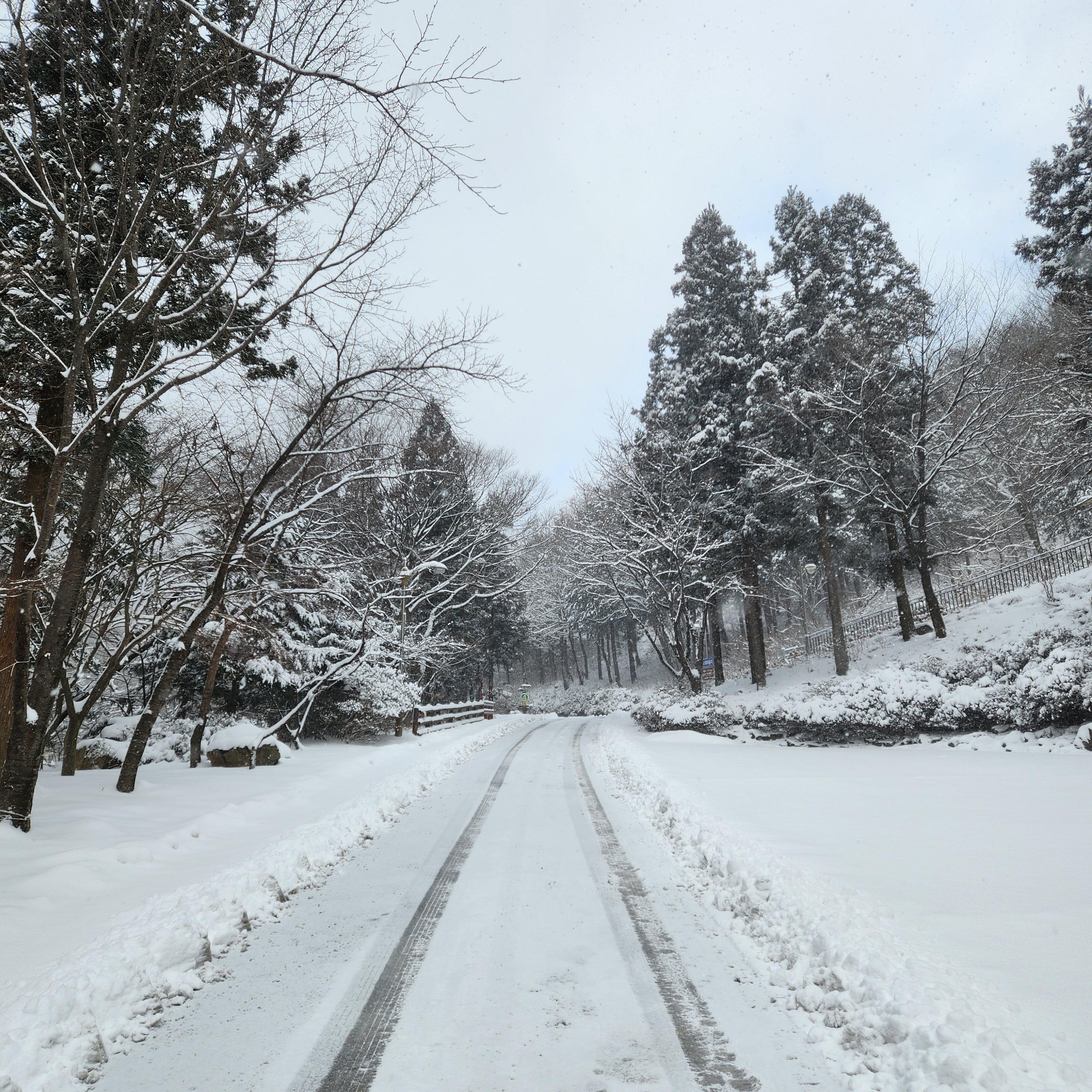눈이 덮이면 웬만한 차는 올라가기 힘든 장성숲체원 비탈길