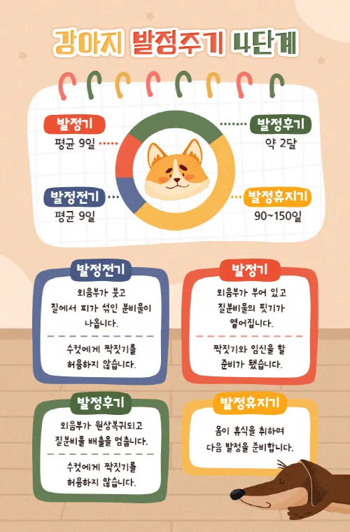 강아지 생리 기간 주의 사항_2