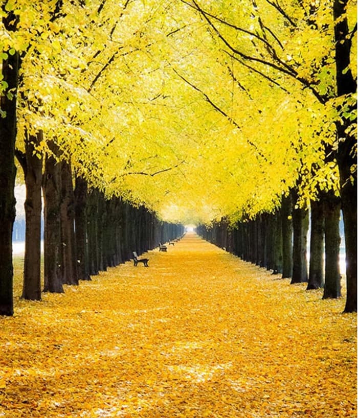 노랗게 물든 은행나무 잎들이 하늘도 노랗게 물들이고 길 위에 떨어져 쌓인 은행잎들로 땅도 노랗게 물들어 아름다운 은행나무길
