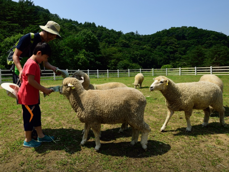 대관령 하늘목장