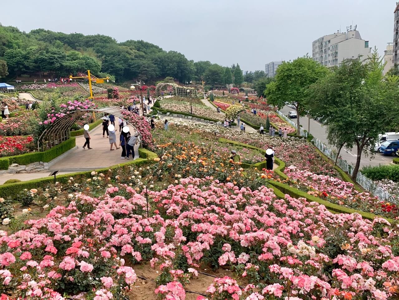 부천 백만송이장미원