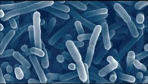 유산균 먹는 시간