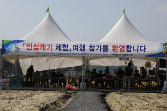 인삼캐기 체험여행