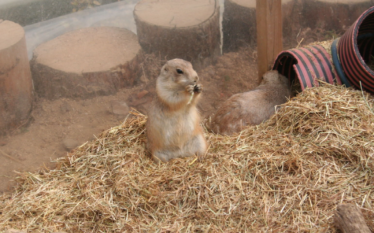 덕평 공룡수목원