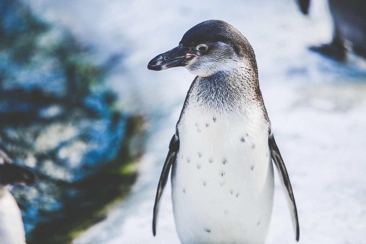 빙하가 사라지면 폭우와 가뭄이 동시에 늘어나는 이유!