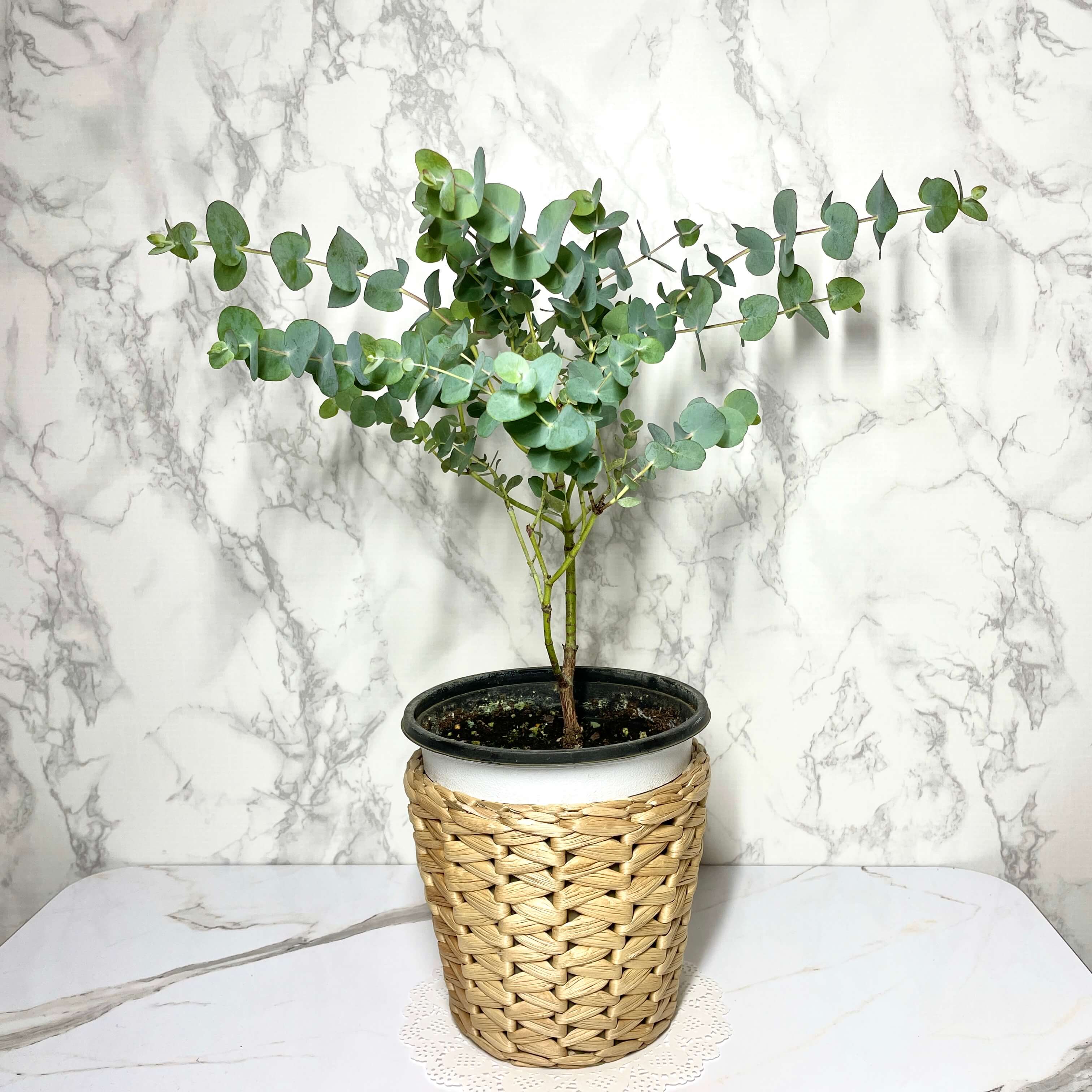 유칼립투스 키우기