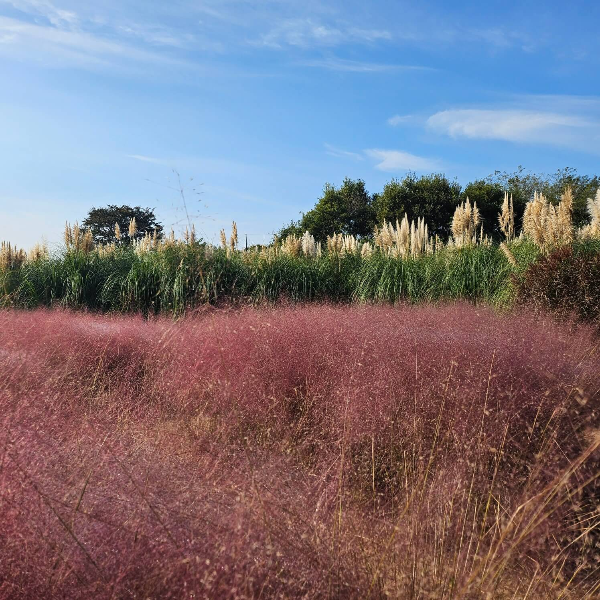 청산수목원-핑크뮬리