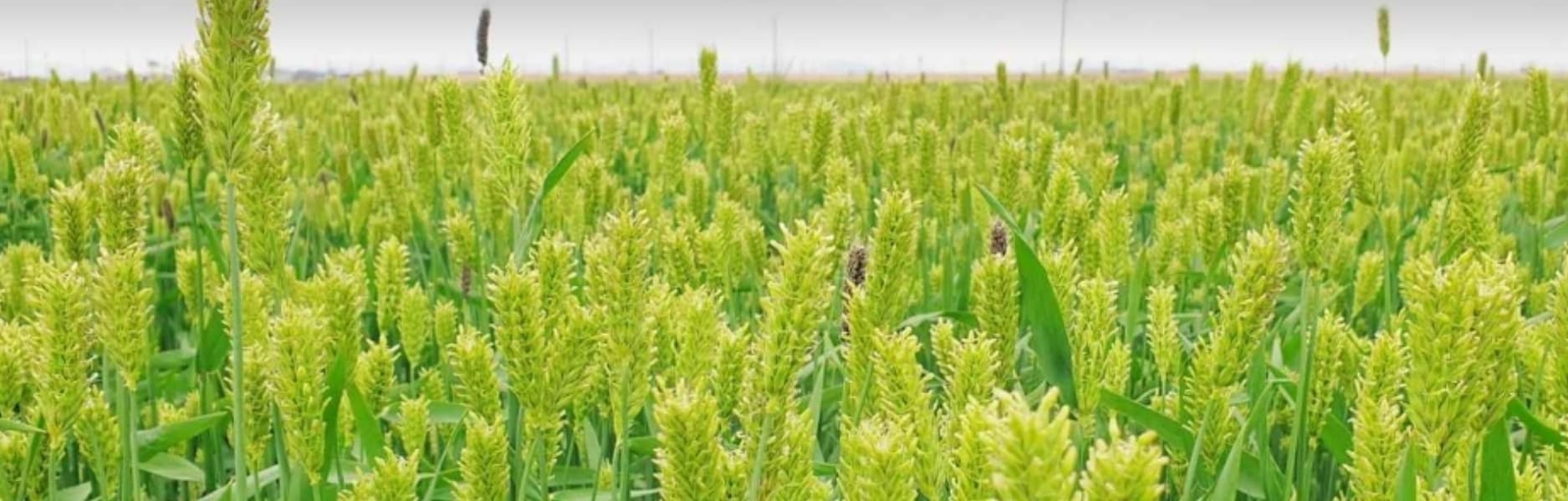 [5월 축제]2025 진봉 새만금 보리밭축제❘기간, 일정, 체험 프로그램, 공연 총정리