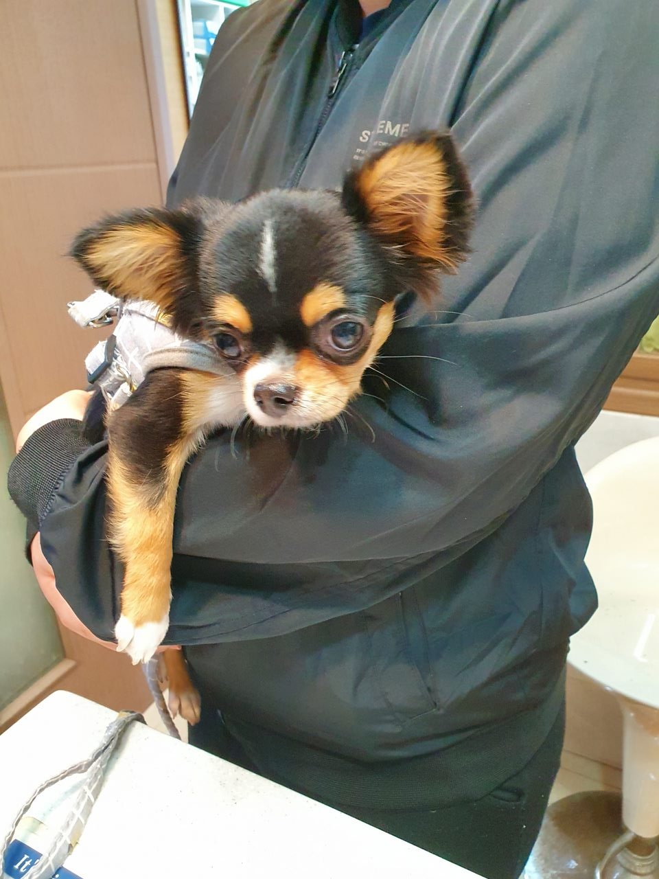 의존증 강아지 사진