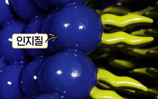 리포좀 비타민c