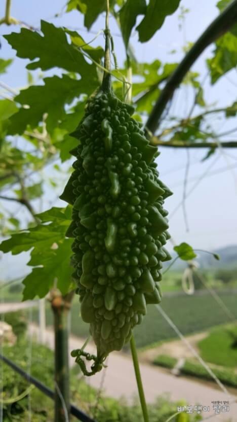 당뇨환자에게 좋은 여주의 효능 및 부작용에 관한 포스팅 사진입니다.