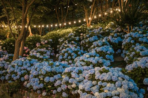 울산 장생포 수국축제