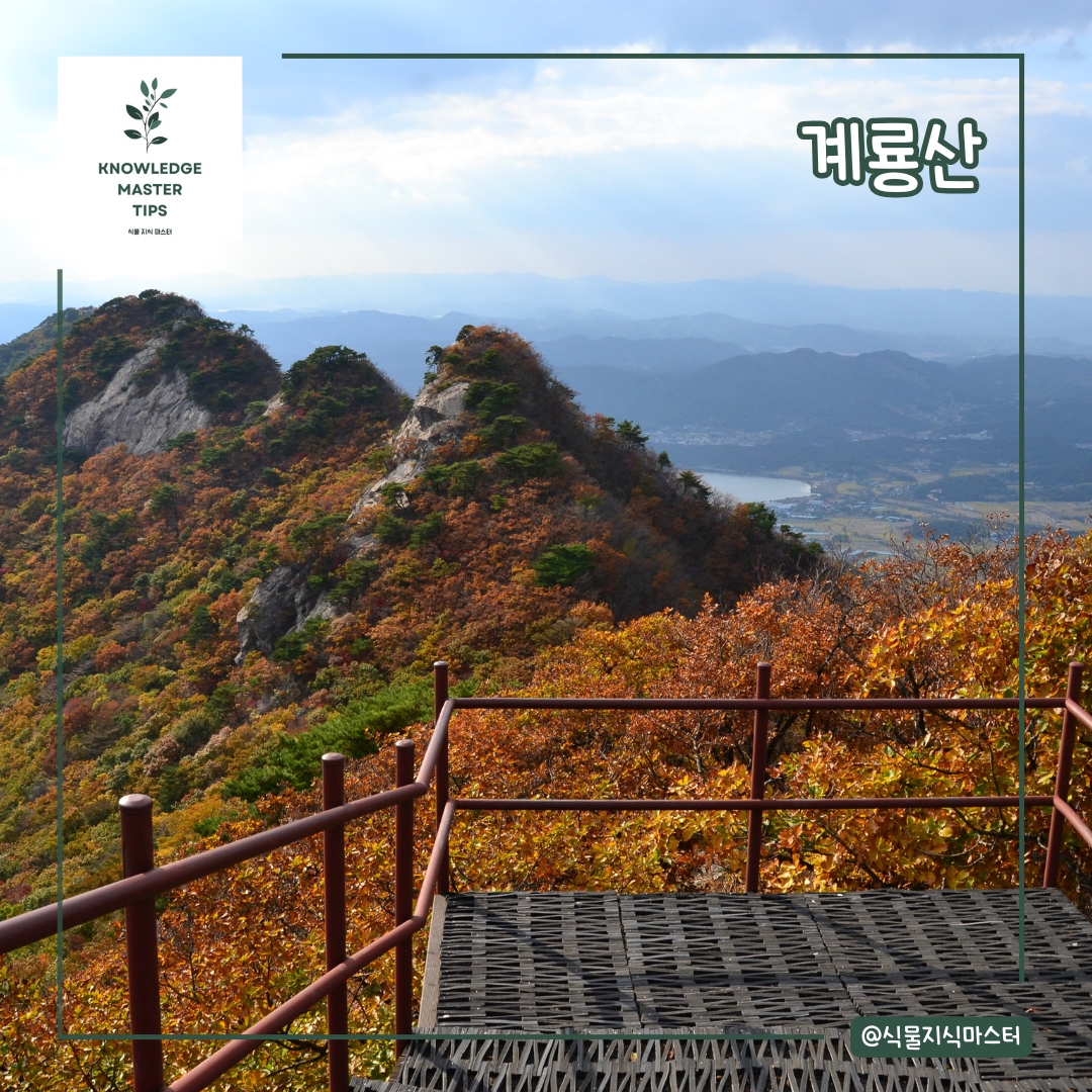 계룡산 단풍