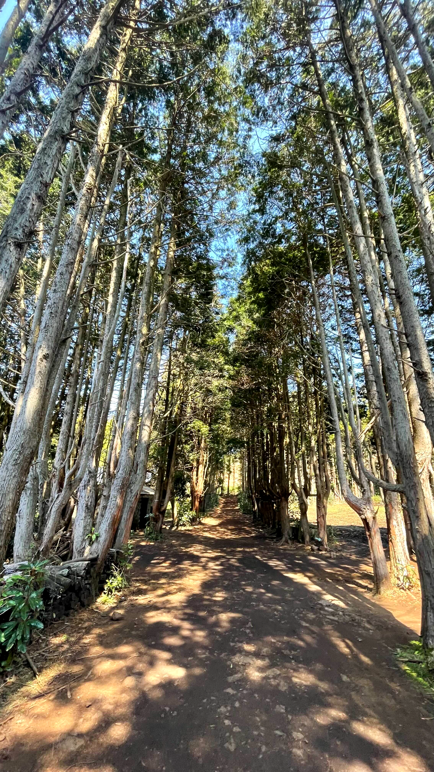 비밀의 숲 초입