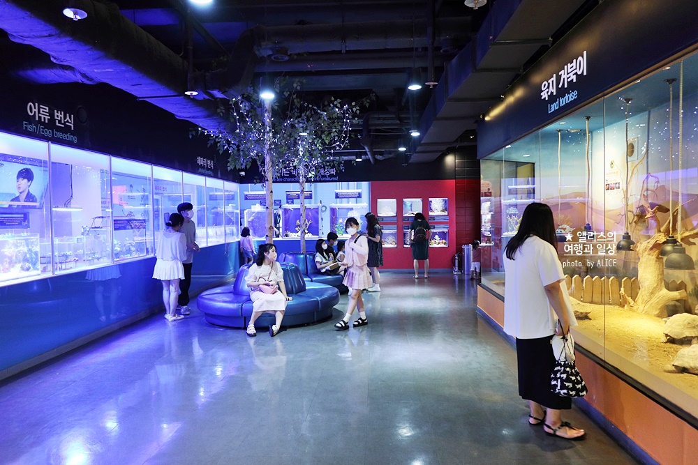 코엑스 아쿠아리움 입장권 할인예약 방법, 대중교통 가는 방법, 참물범 펭귄 비버 상어 보러가자!