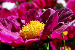 영천 작약꽃 축제