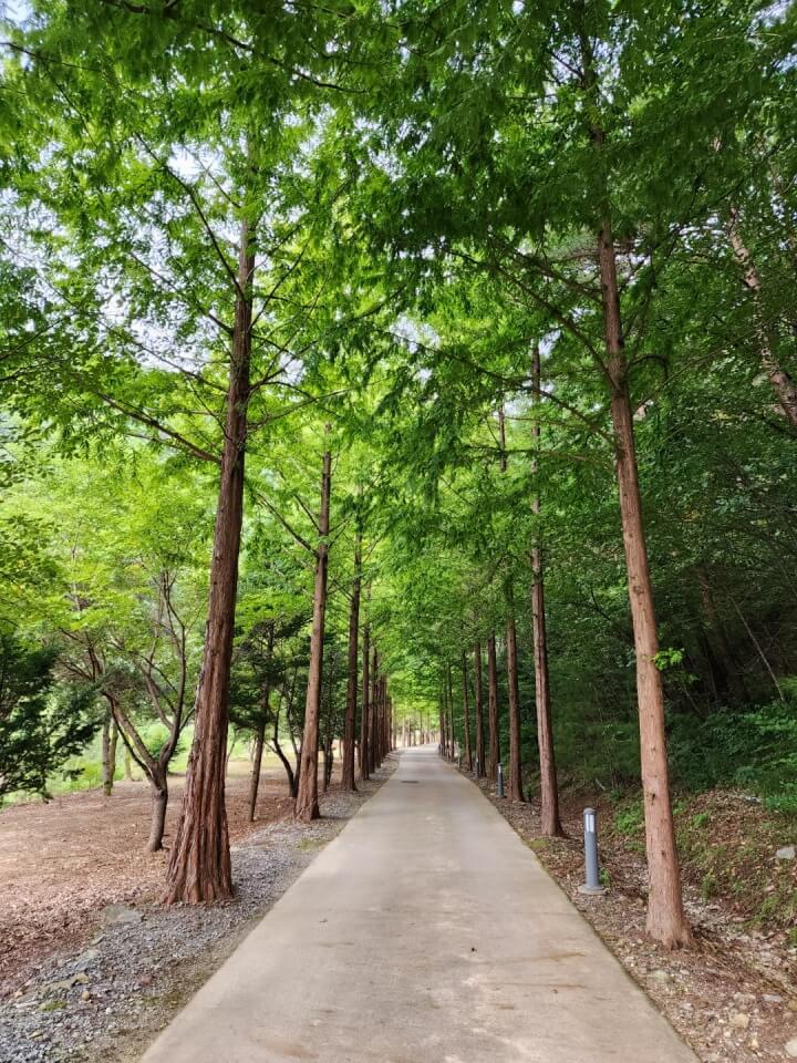 소선암 자연휴양림 숲길