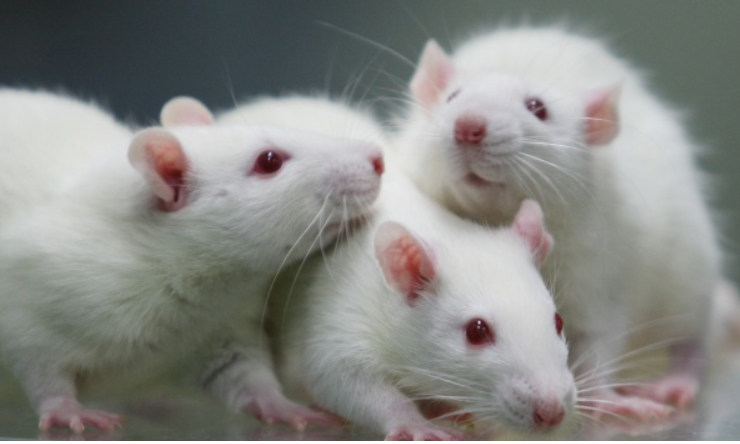 쥐의 성행동에 대한 연구의 의의 관련 이미지