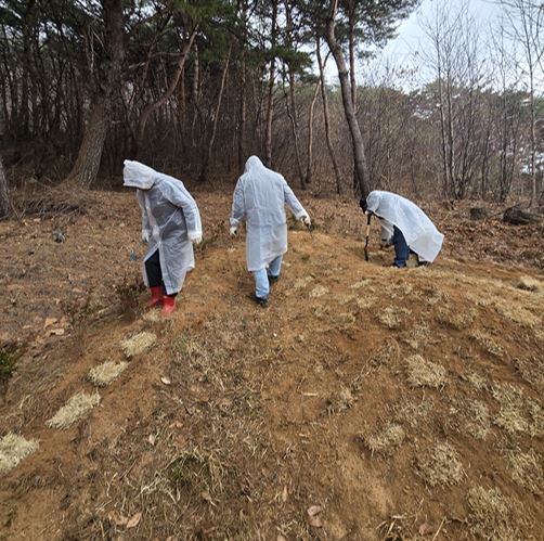 묘지 잔디 심기