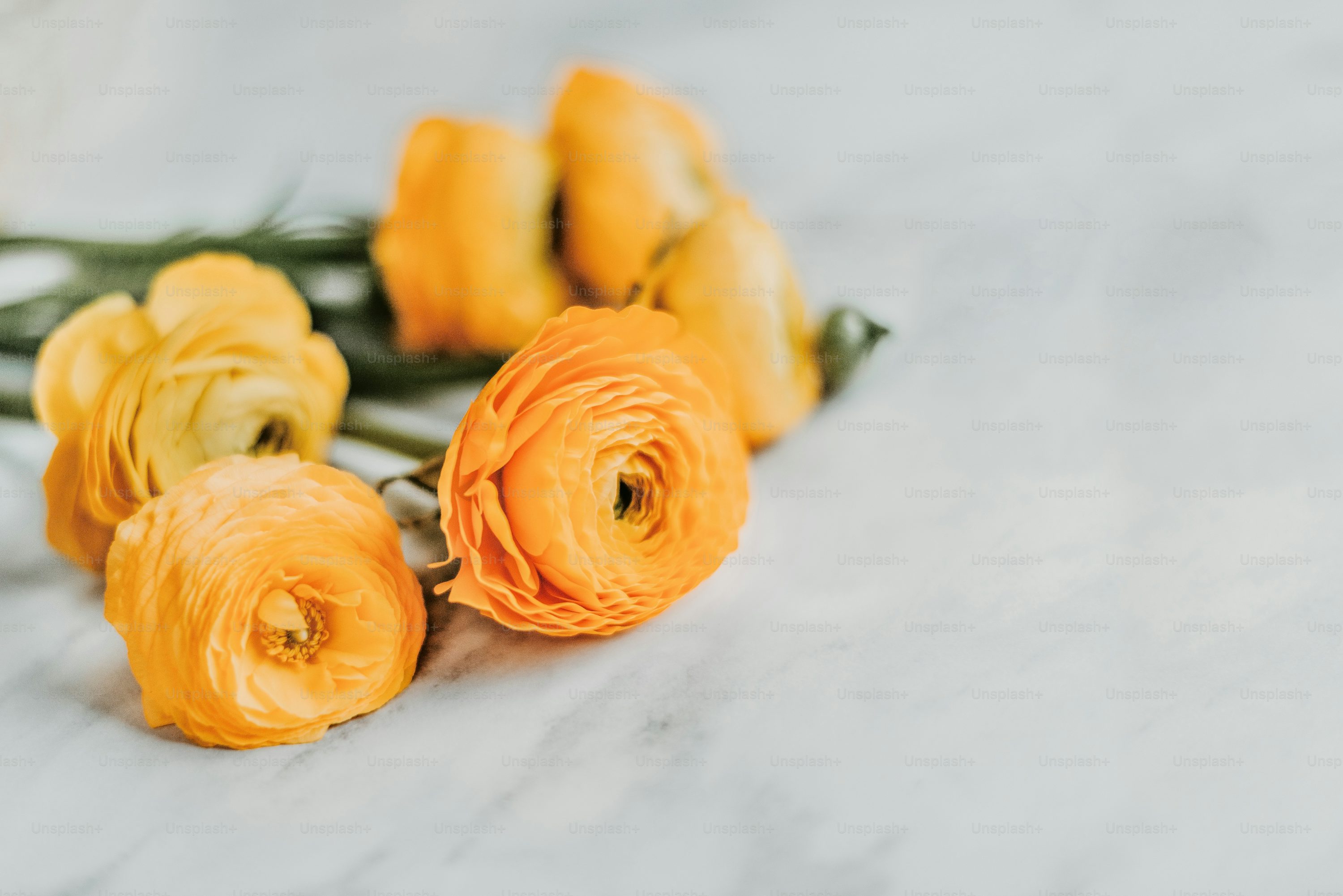 오늘의 운세 사진