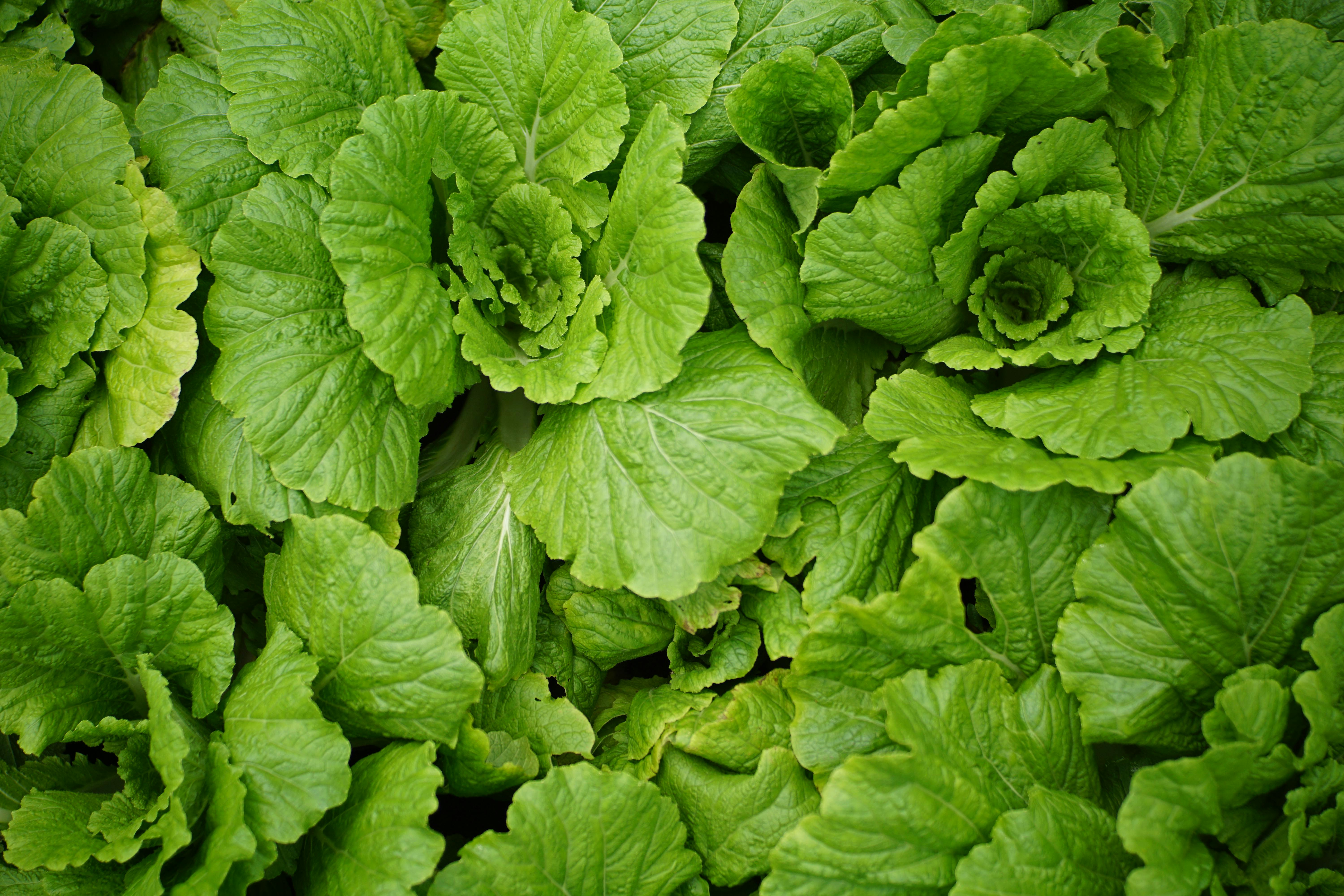 김장철, 실패 없는 배추 고르는 법 5가지!