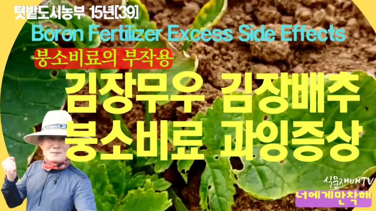 김장배추 웃거름비료 주는시기와 방법을 안내_6